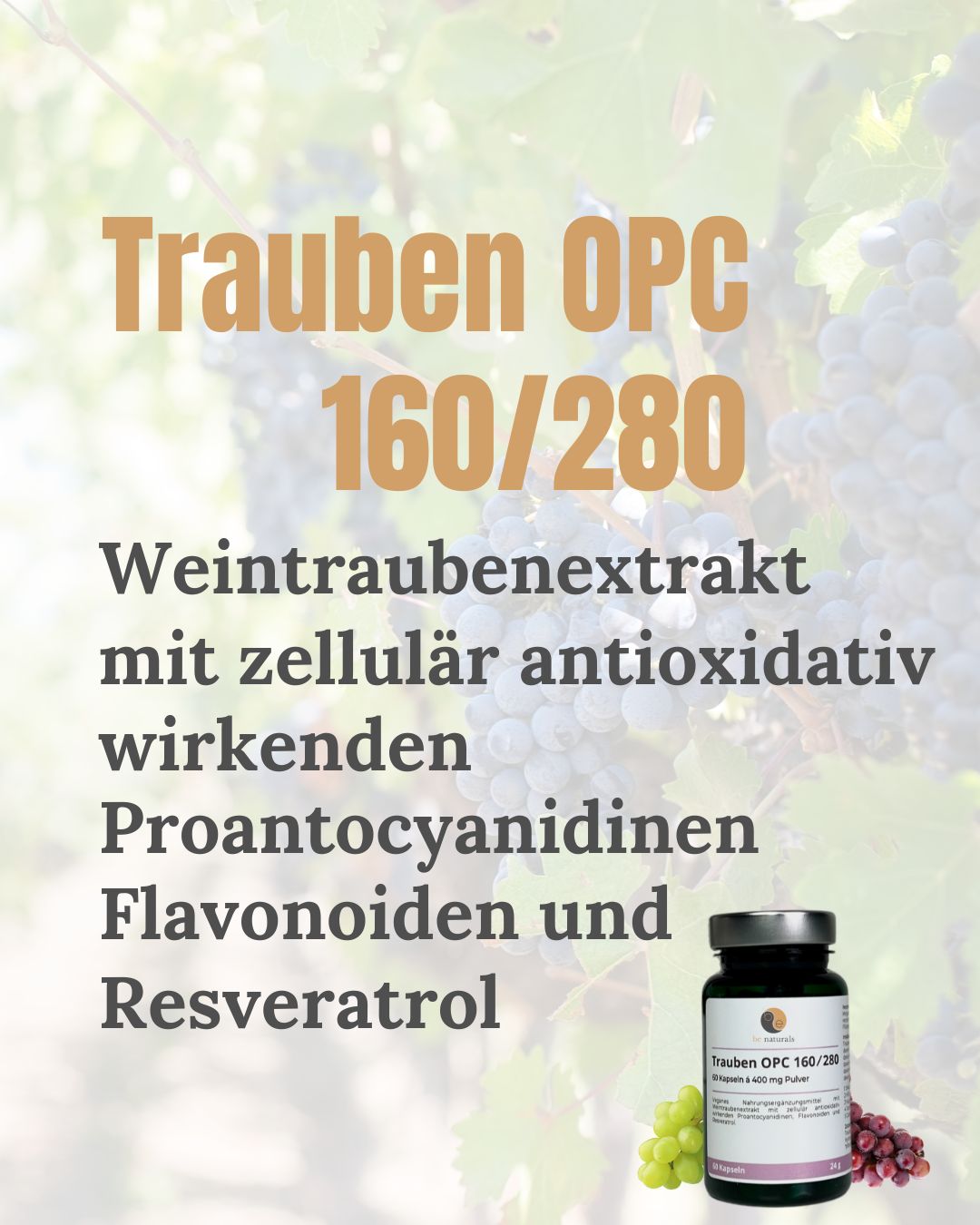 Trauben OPC 160/280